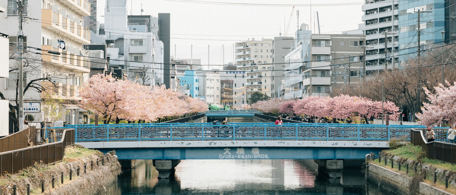 桜の咲く都市の川と橋